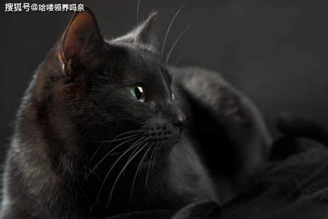 黑猫辟邪|黑猫招邪还是辟邪？来看看世界各地关于黑猫的说法能有多离谱